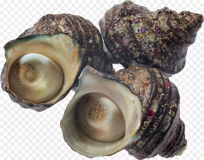 牡蛎海鲜贝类扇贝珍珠