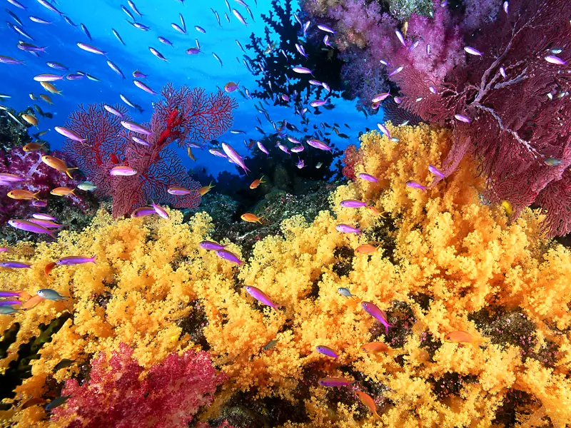 大堡礁凯恩斯珊瑚海珊瑚礁印度-太平洋-珊瑚