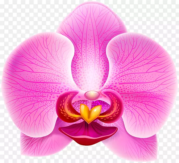 兰花紫罗兰剪贴画-兰花