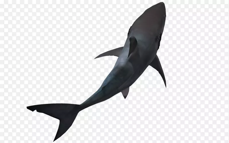 大白鲨羊羔形锤头鲨-鲨鱼