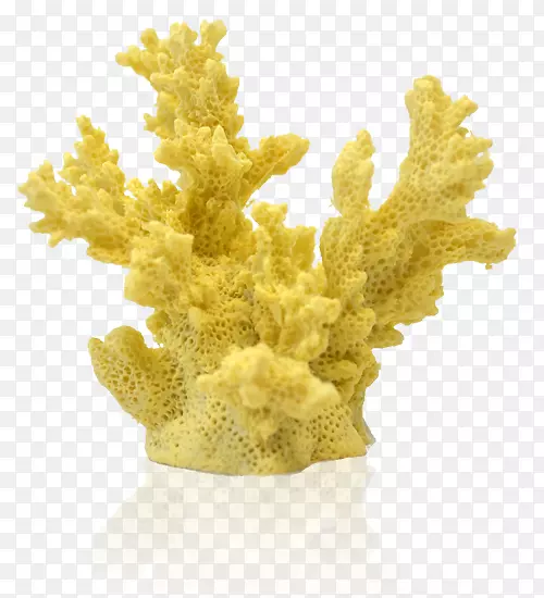 珊瑚礁水族馆珊瑚礁动物-珊瑚
