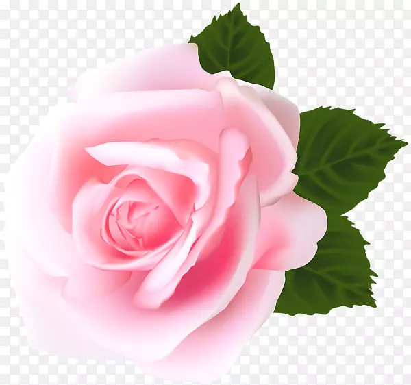 昆虫夏草玫瑰花卉花园玫瑰剪贴画-粉红色玫瑰