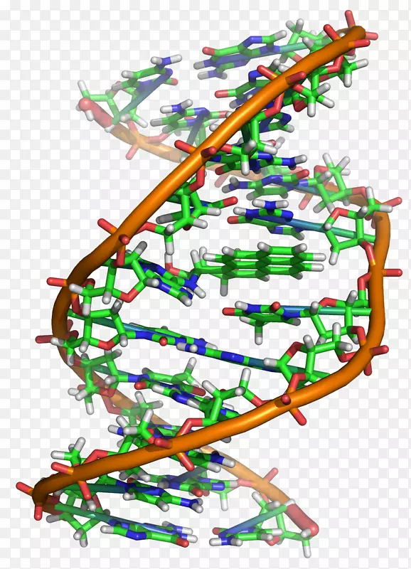 DNA分子遗传学核酸RNA-dna