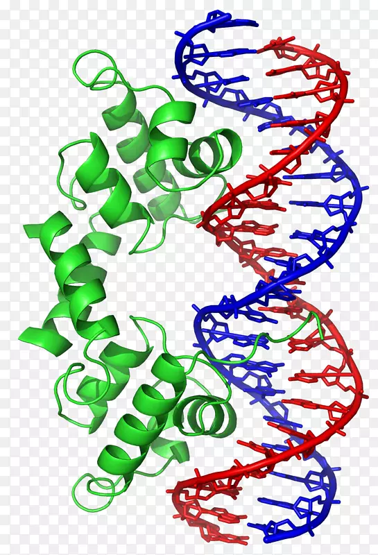 螺旋dna结合蛋白基本螺旋环螺旋结构模体dna