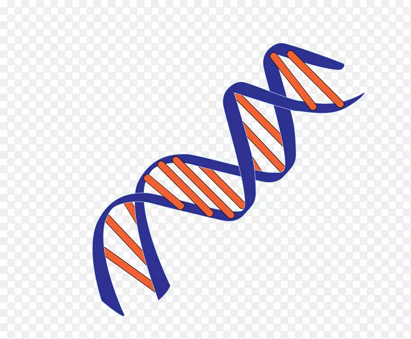 DNA核酸双螺旋遗传碱基对-DNA的分子模型