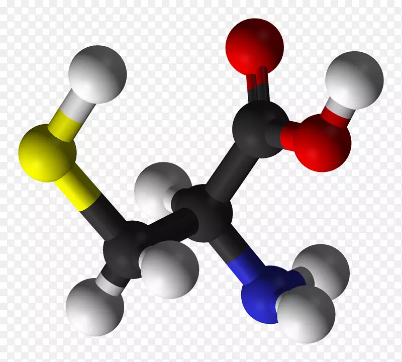 半胱氨酸氨基酸胱氨酸蛋白结构