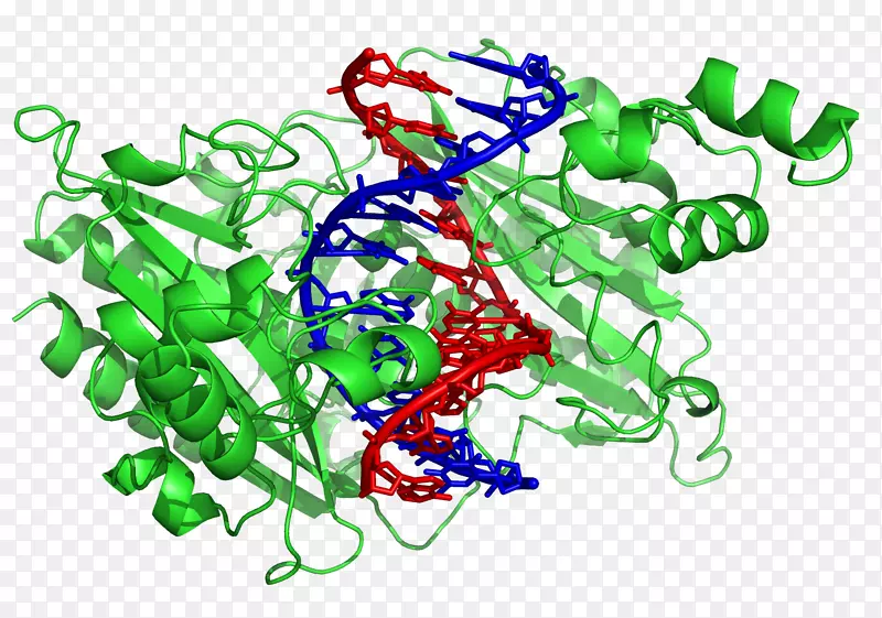 DNA结合蛋白限制性酶dna结合域dna