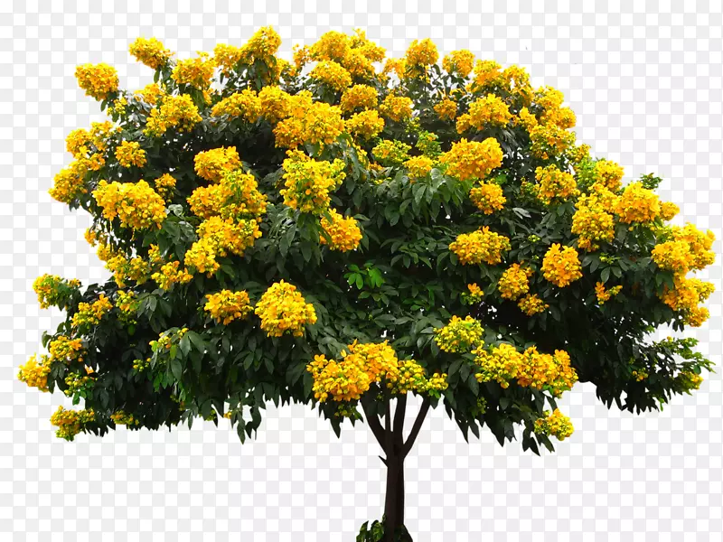 番泻叶(Senna Spectabilis Senna Macranthera)金色淋浴树(Senna hebecarpa senna糖苷-含羞草)