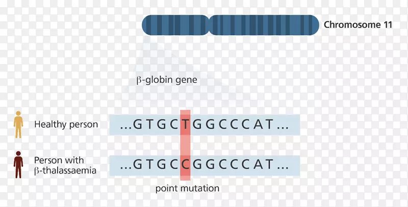 遗传学基因组测序dna