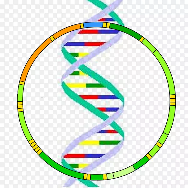 线粒体DNA线粒体y染色体基因组-dna