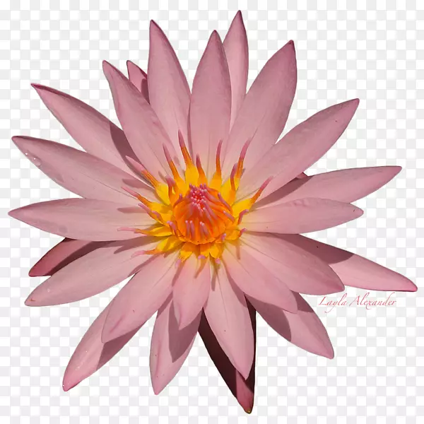 Koninklijke Bloemencorso loenhout摄影-水百合