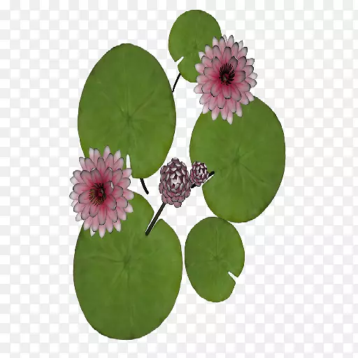 植物花盆-水百合