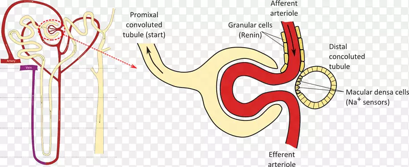 黄斑近端小管远端曲小管肾单位肾-肾