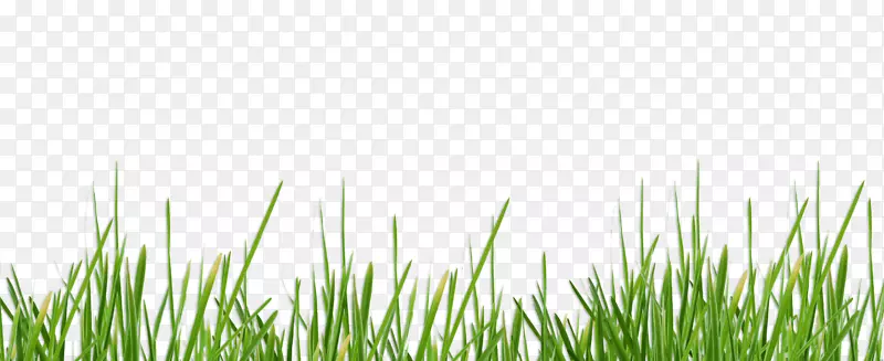 草坪沃克沙桌面壁纸香根草草甸-草坪
