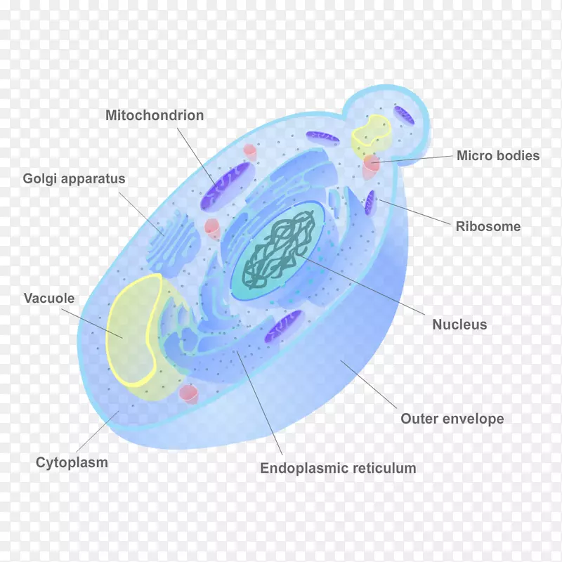 真菌细胞壁酵母生物学