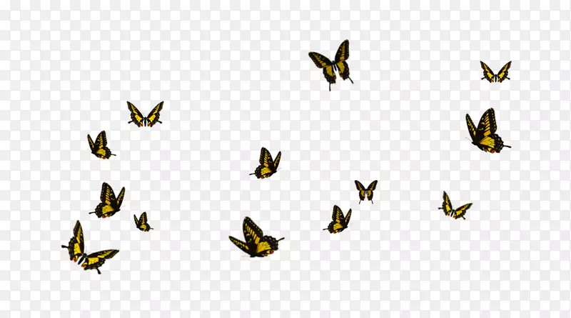计算机字体-蝴蝶