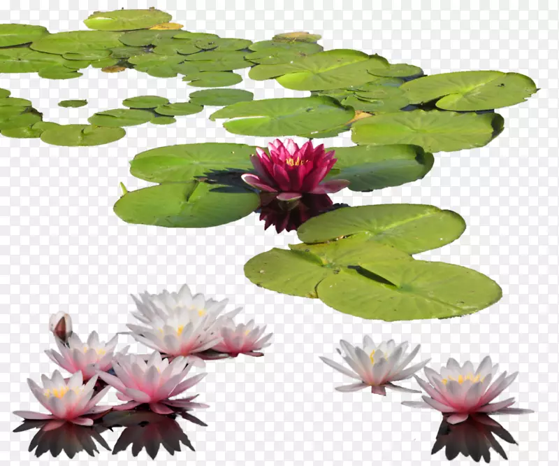 水百合，睡莲，百合花，插花艺术-池塘