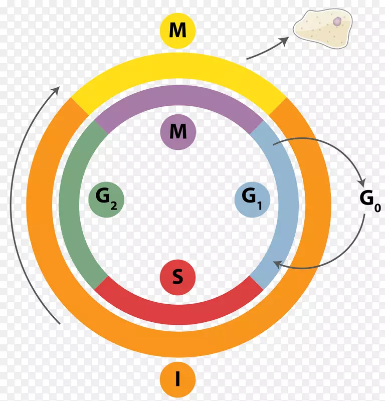 细胞周期DNA复制有丝分裂间期细胞