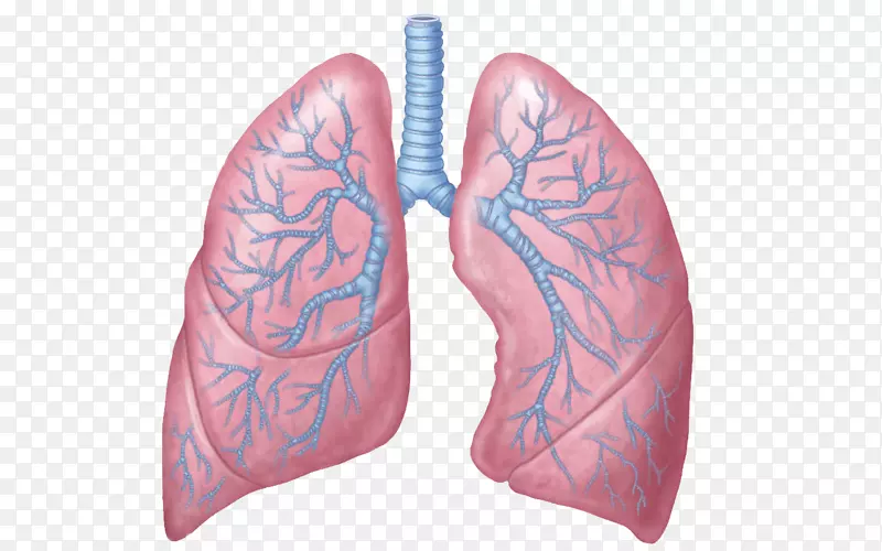 肺解剖呼吸系统呼吸人体-个人用途