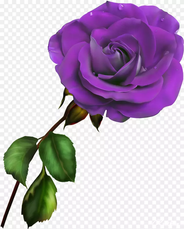 花园玫瑰蓝玫瑰夹子艺术-丁香花