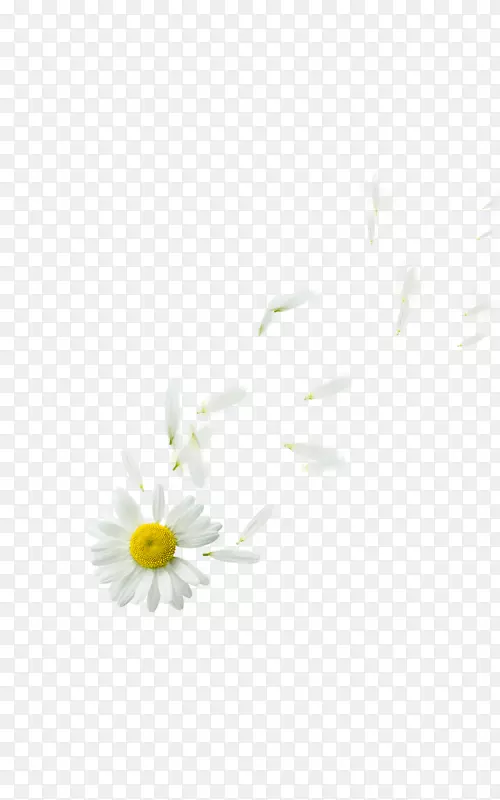 牛眼菊科花瓣花卉-漂浮