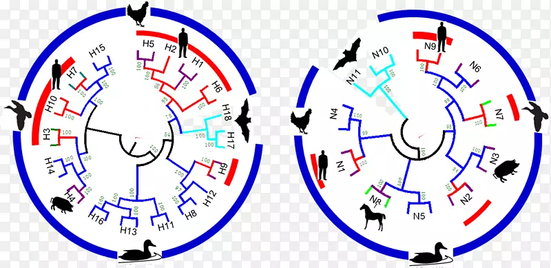 甲型流感病毒H7N9禽流感-图