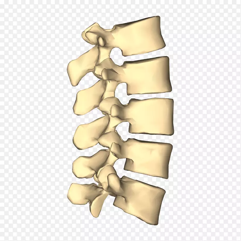 腰椎、脊柱、颈椎、胸椎-看