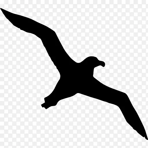 鸟鸥-信天翁