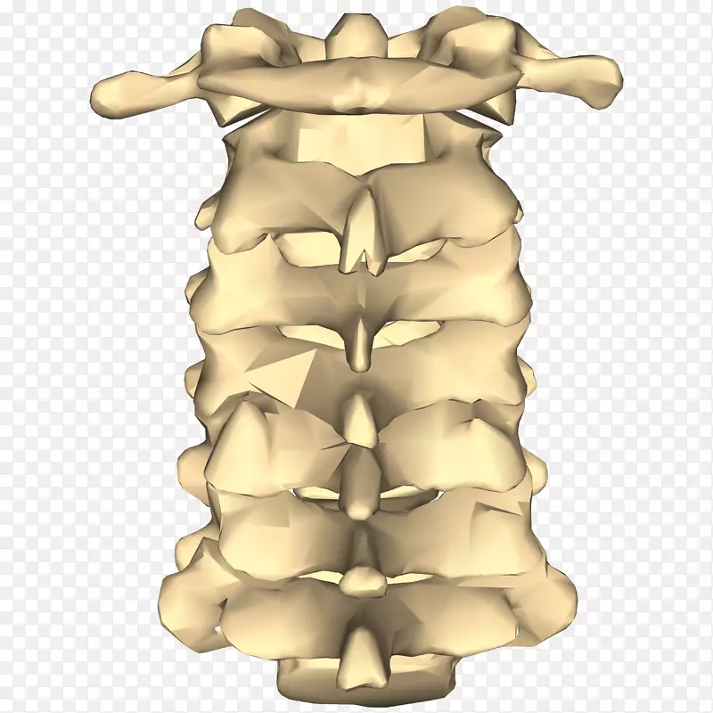 颈椎脊柱关节腰椎解剖-看