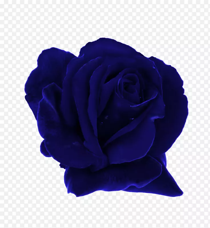 花园玫瑰蓝玫瑰科露水蓝玫瑰