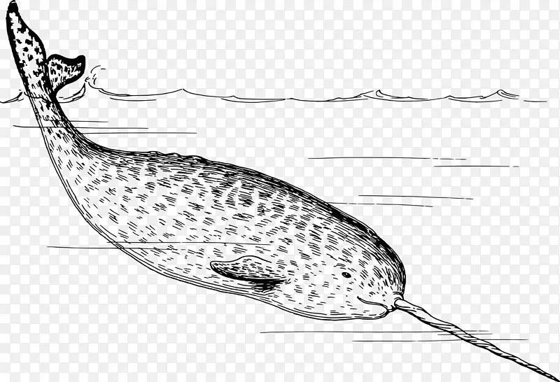 北极独角鲸海象象牙剪贴画-独角鲸