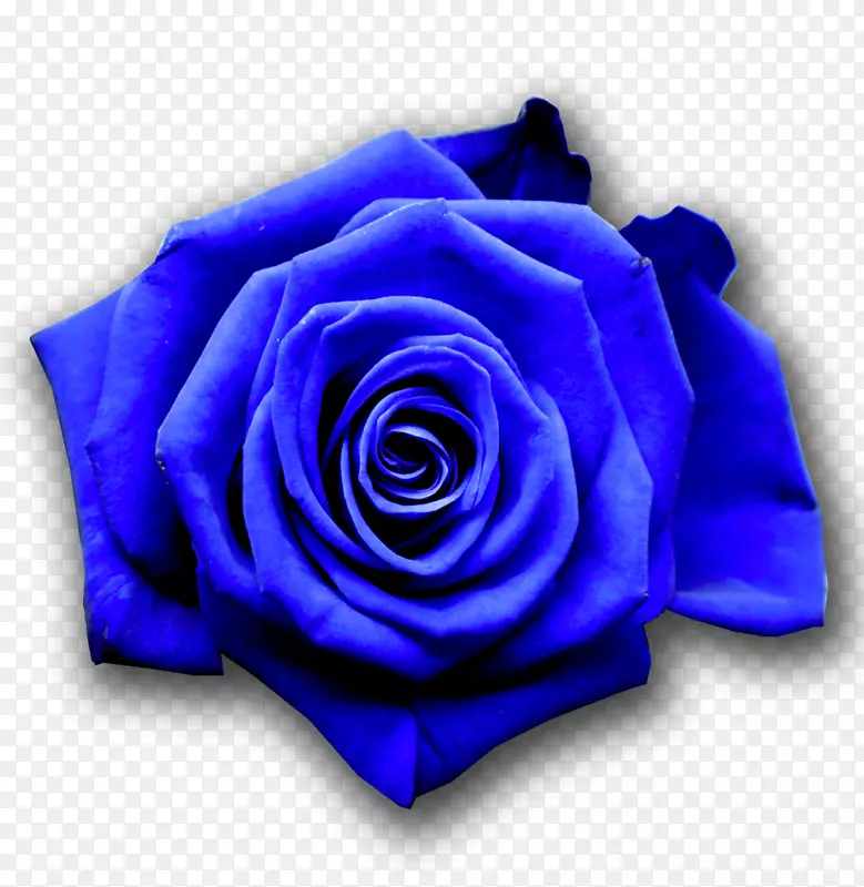 蓝色玫瑰花桌面壁纸-蓝色玫瑰