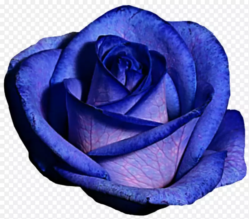 半夏玫瑰蓝玫瑰紫蓝玫瑰