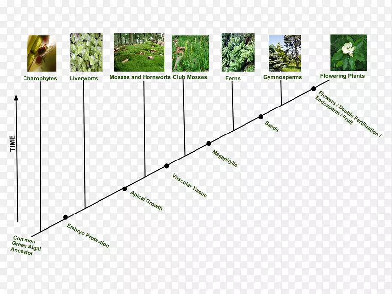 植物孢子树的进化历程