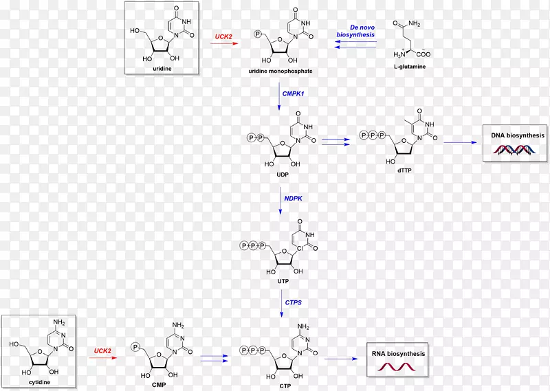 KK 2代谢途径化学反应催化核苷酸挽救途径