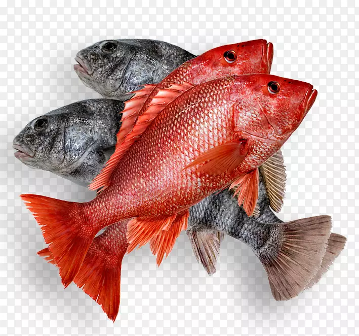 牡蛎鱼产品北红鱼海鲜-海鲜