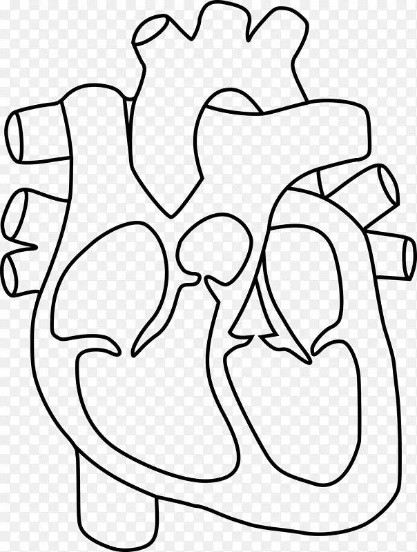 心脏解剖着色书绘图夹艺术-人类心脏