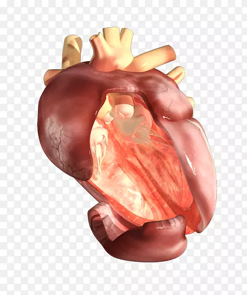 猪耳有机体人体心脏-人心脏