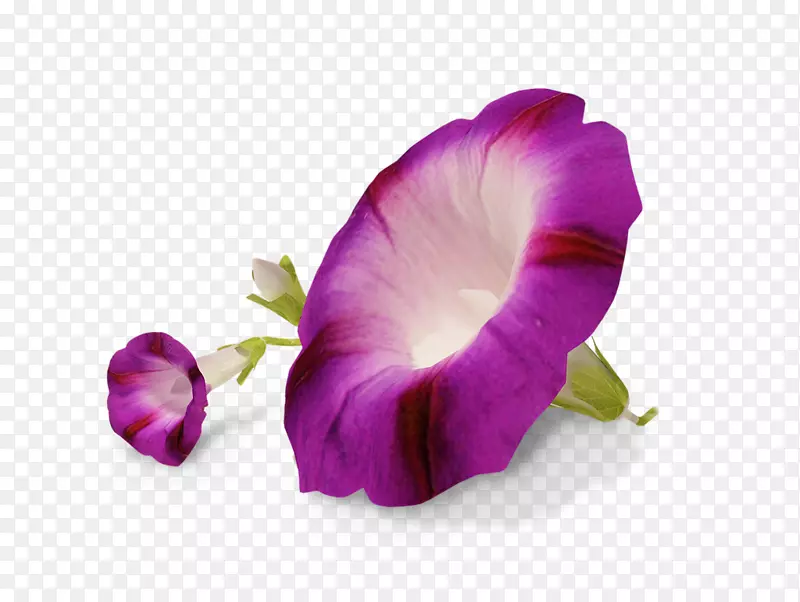 花无透明半透明
