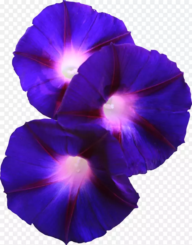 花，牵牛花，紫罗兰