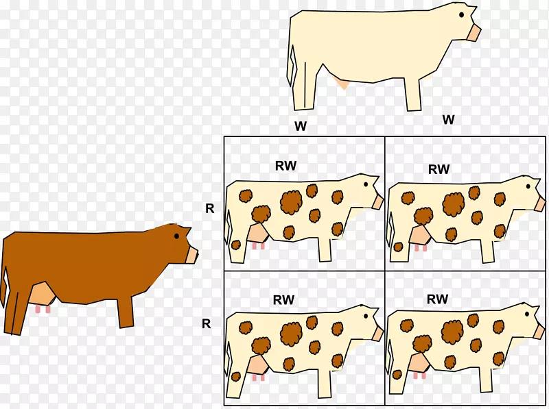 共显性等位基因表型基因牛