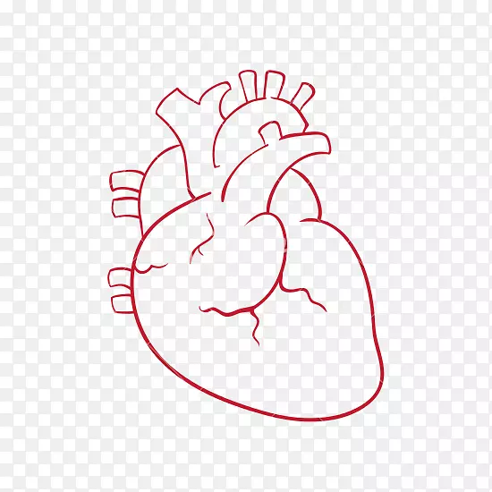 心画摄影-人类心脏