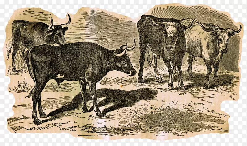 得克萨斯州长角牛、山羊、牛