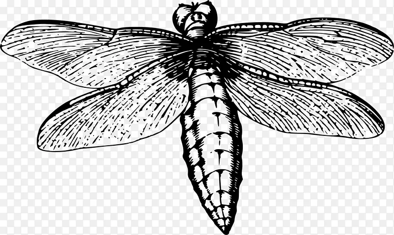 蜻蜓昆虫蝴蝶线艺术-龙蝇
