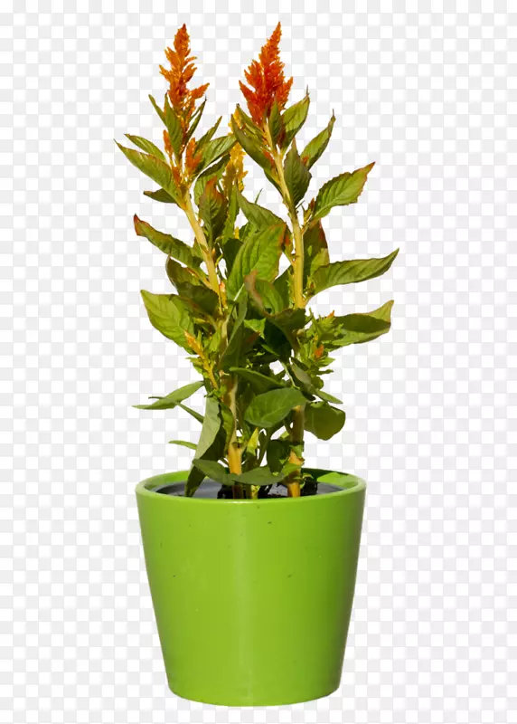 植物-植物