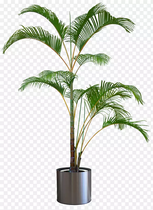 龙树花盆植物-植物