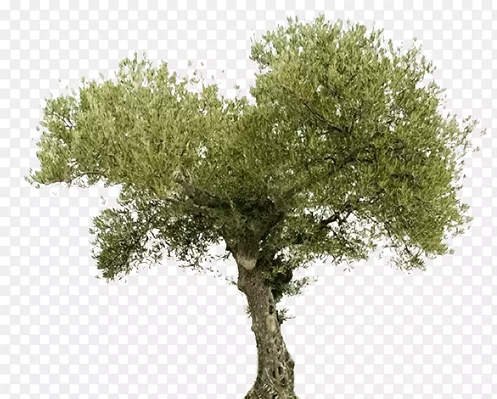 树橄榄油阿拉尔食品