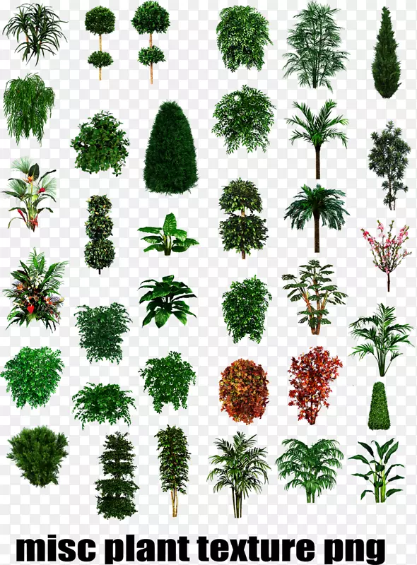 热带植物类型灌木-植物