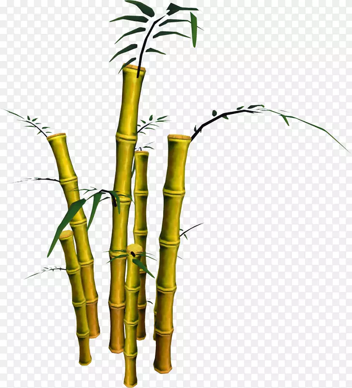 竹类植物-竹子