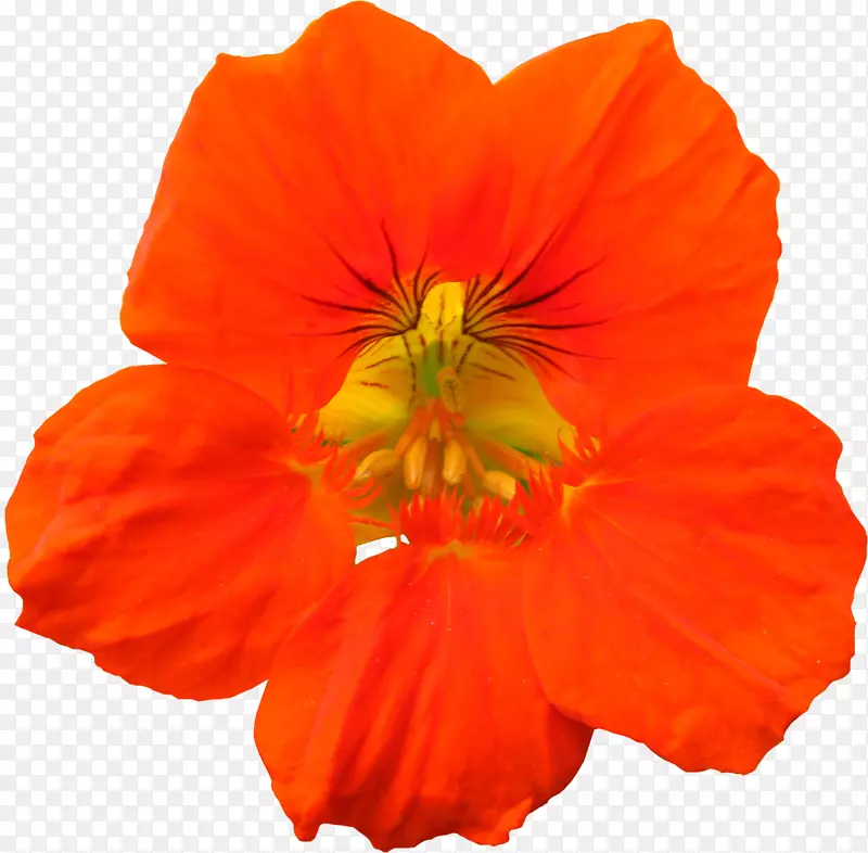 菊花属一年生植物花瓣草本植物-橙色花